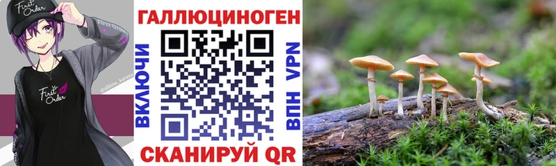 Псилоцибиновые грибы Psilocybine cubensis  Обоянь 